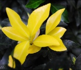 żółta roślinka
