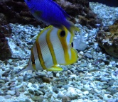 kolorwe rybki