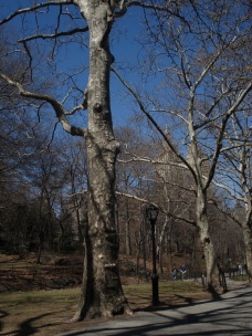 Central Park (Nowy Jork), Fotografia 1598