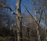 Central Park (NYC), Photo 1598