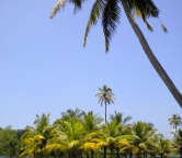 Kerala - backwaters (India), Photo 2360