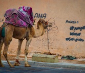 Inshallah - notatki z podróży po Maroku, Fotografia 2509