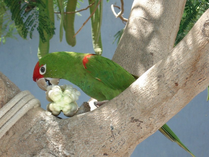 green bird, nazca desert, peru