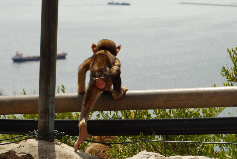 Monkey from Gibraltar